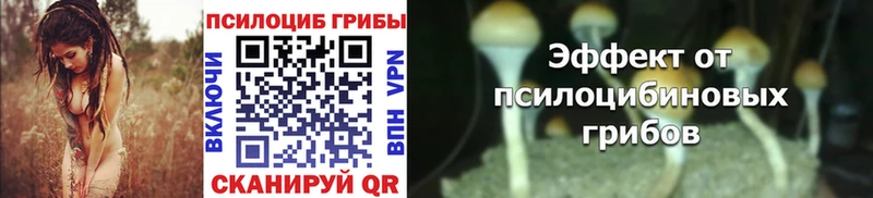 omg зеркало  хочу наркоту  Ачинск  Галлюциногенные грибы Psilocybine cubensis 